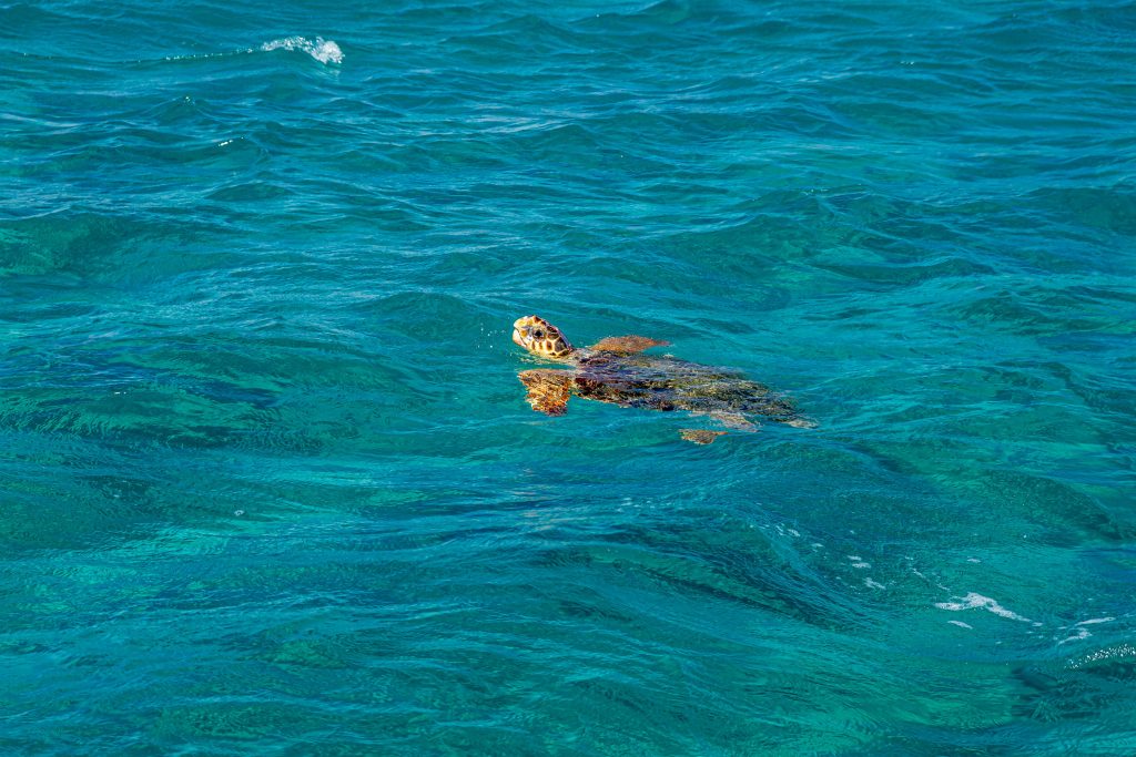 Zakynthos Turtle Caretta Caretta