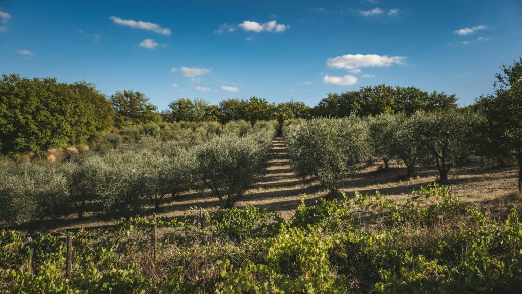 Zakynthos Famous Olive Groves