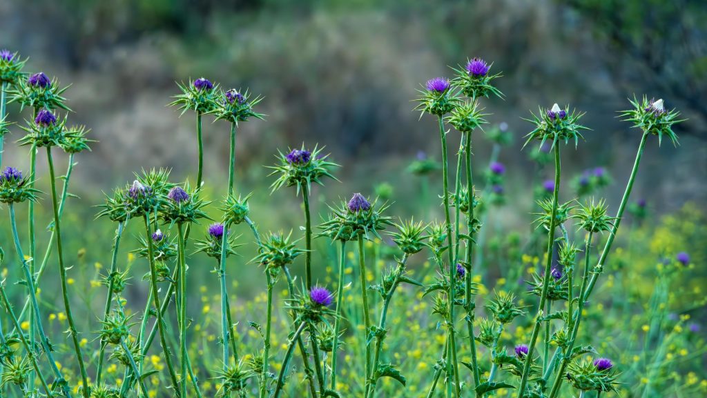 Zakynthos Spring Flowers